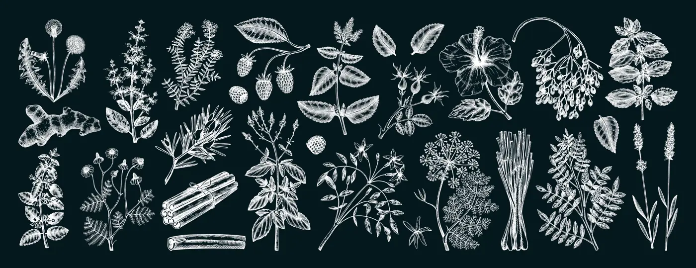 Hand drawn tea ingredients collection on chalkboard. Botanical illustration of fruits, flowers, leaves, and herbs for recipe, menu, label, icon, packaging. Herbal tea ingredients set Illustration